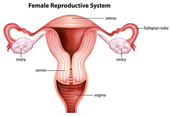 Diagram of the fallopian tubes in a female human being