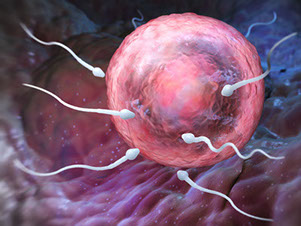 image of sperm, swimming to fertilize an egg